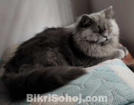 Persian cat